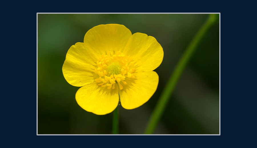 Fibonacci sequence in nature - buttercup flower